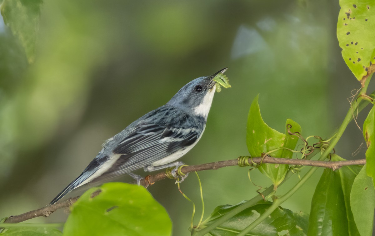 Cerulean Warbler - ML620686748