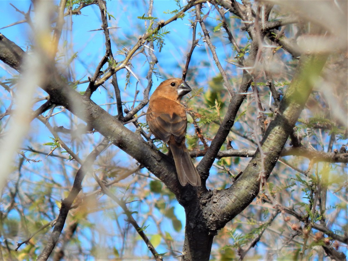 Ultramarine Grosbeak - ML620686749