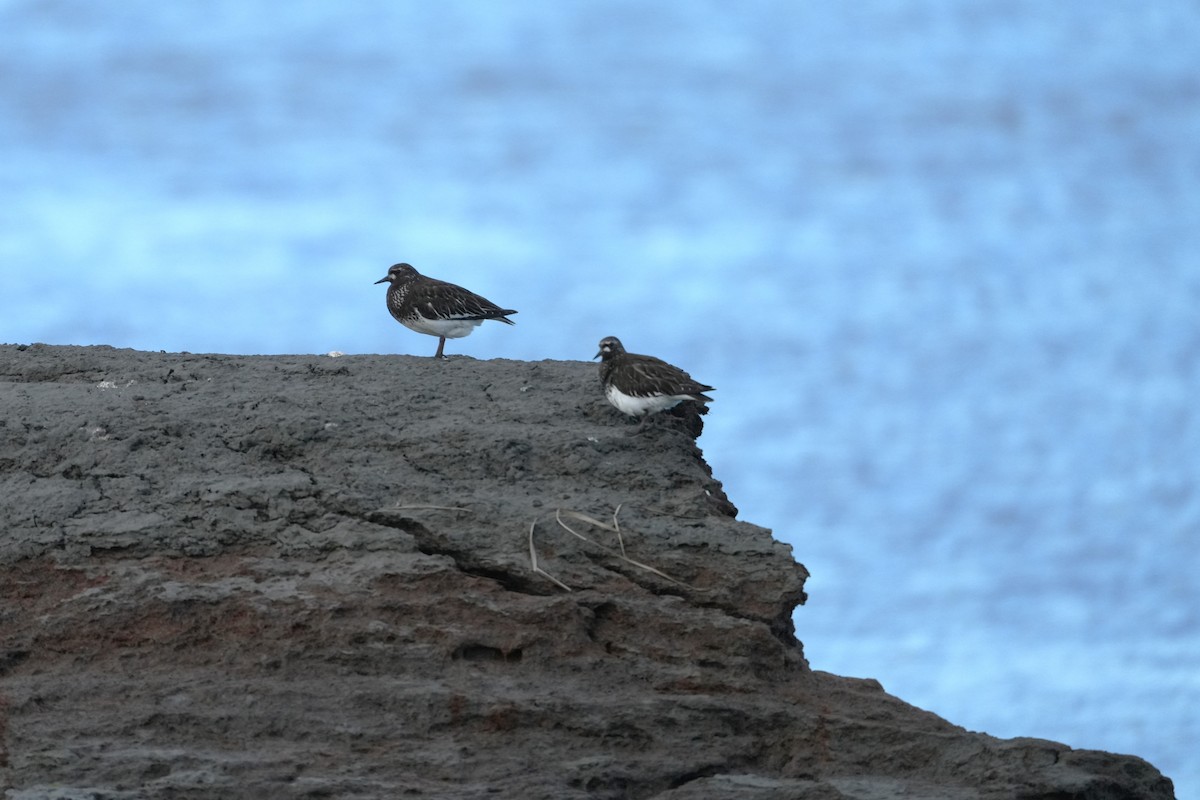 Black Turnstone - ML620686750