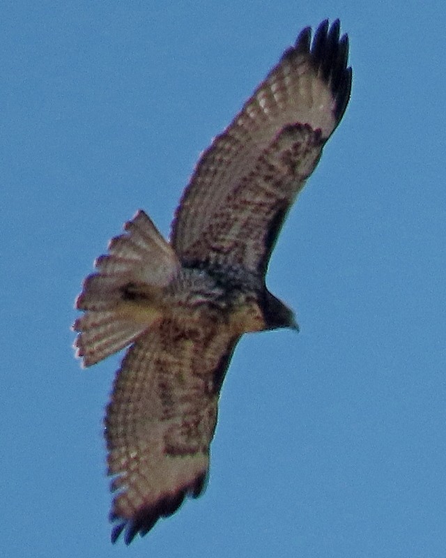 Red-tailed Hawk - ML620686751