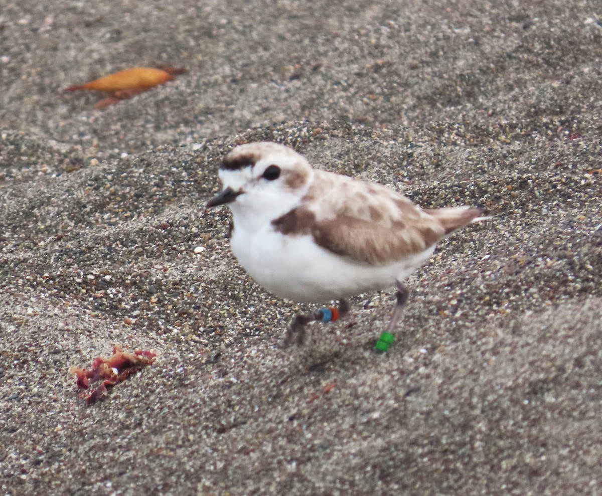 Snowy Plover - ML620686753