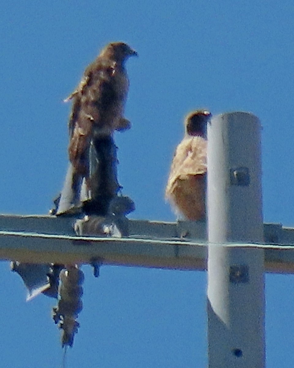 Red-tailed Hawk - ML620686757