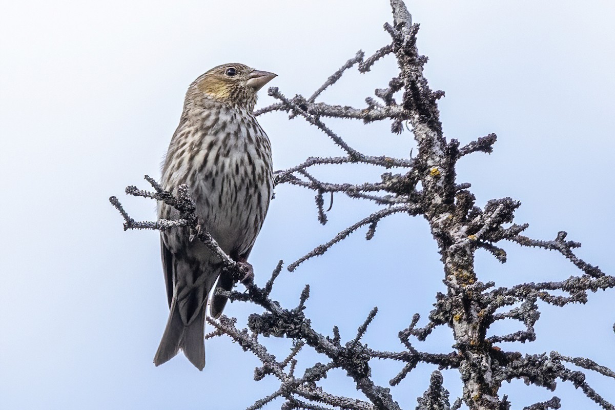 Cassin's Finch - ML620686764