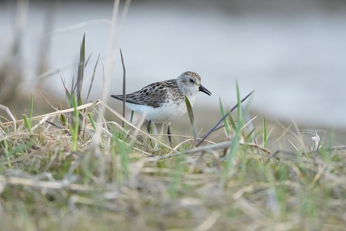 Semipalmated Sandpiper - ML620686765