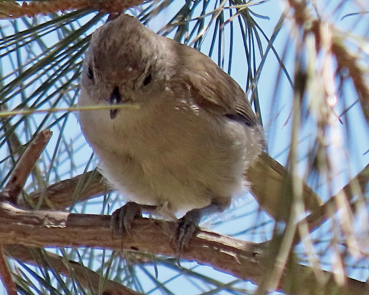 Mésange unicolore - ML620686766