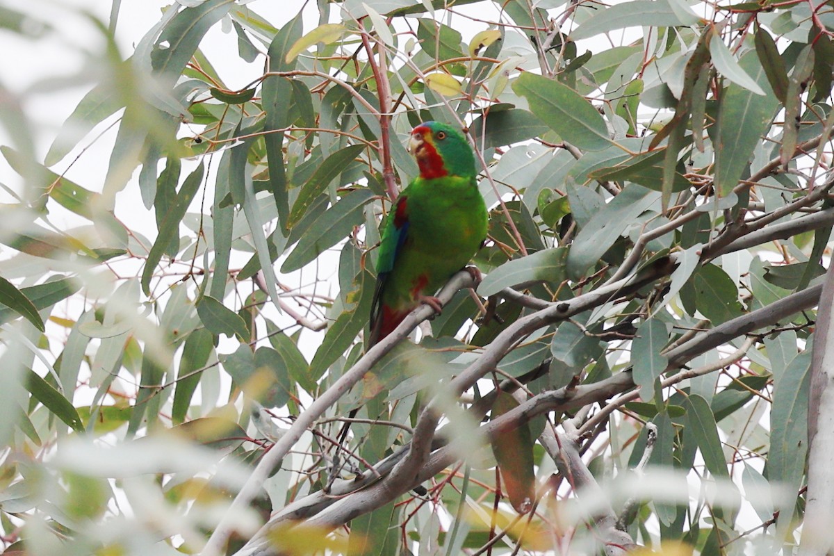 Swift Parrot - ML620686768