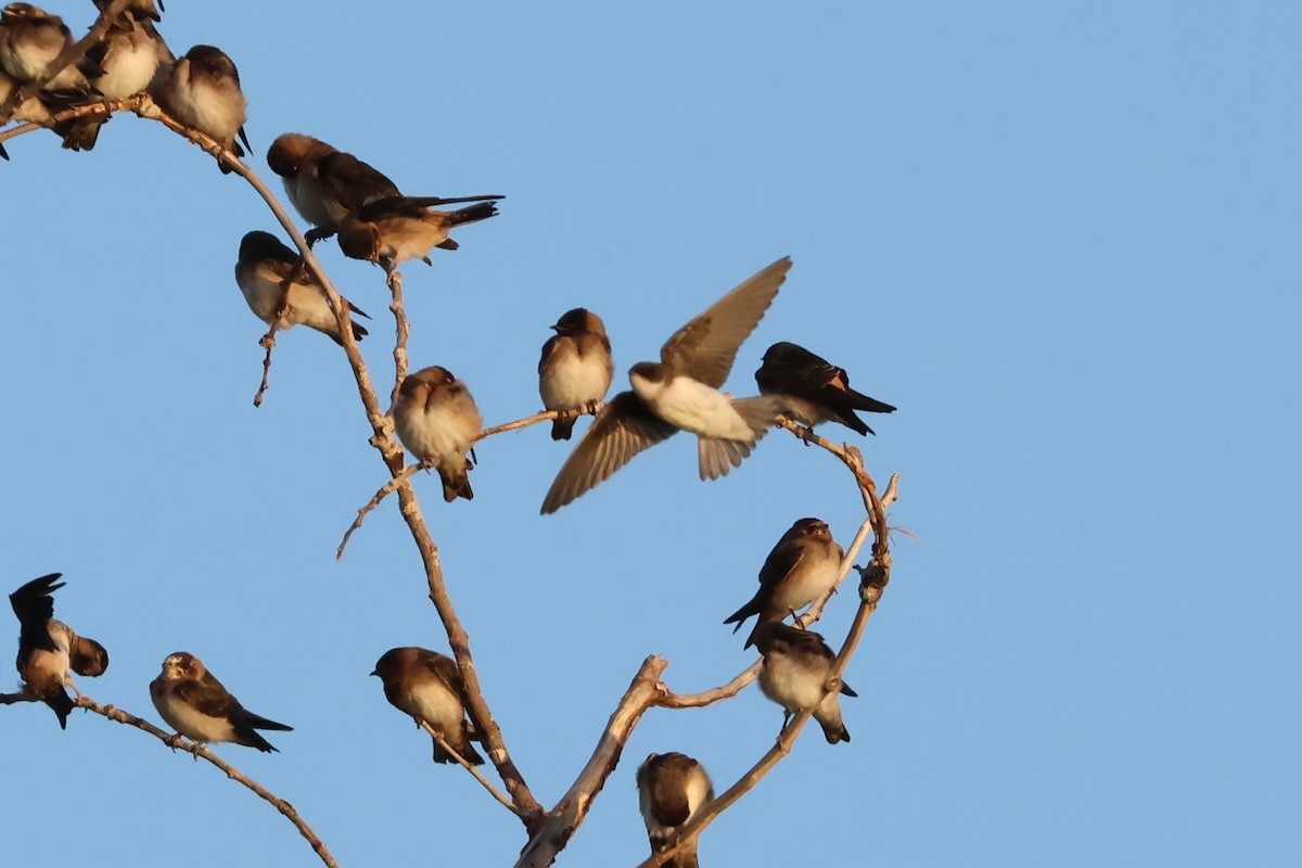 Tree Swallow - ML620686771