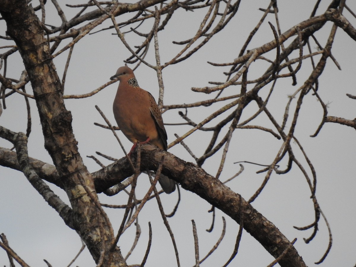 Spotted Dove - ML620686772