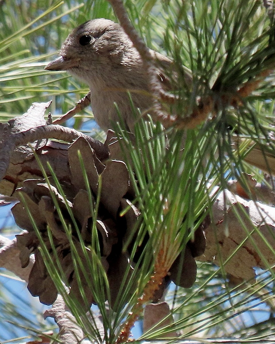 Oak Titmouse - ML620686773