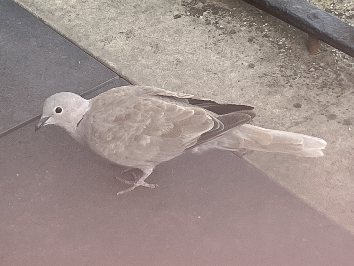 Eurasian Collared-Dove - ML620686775