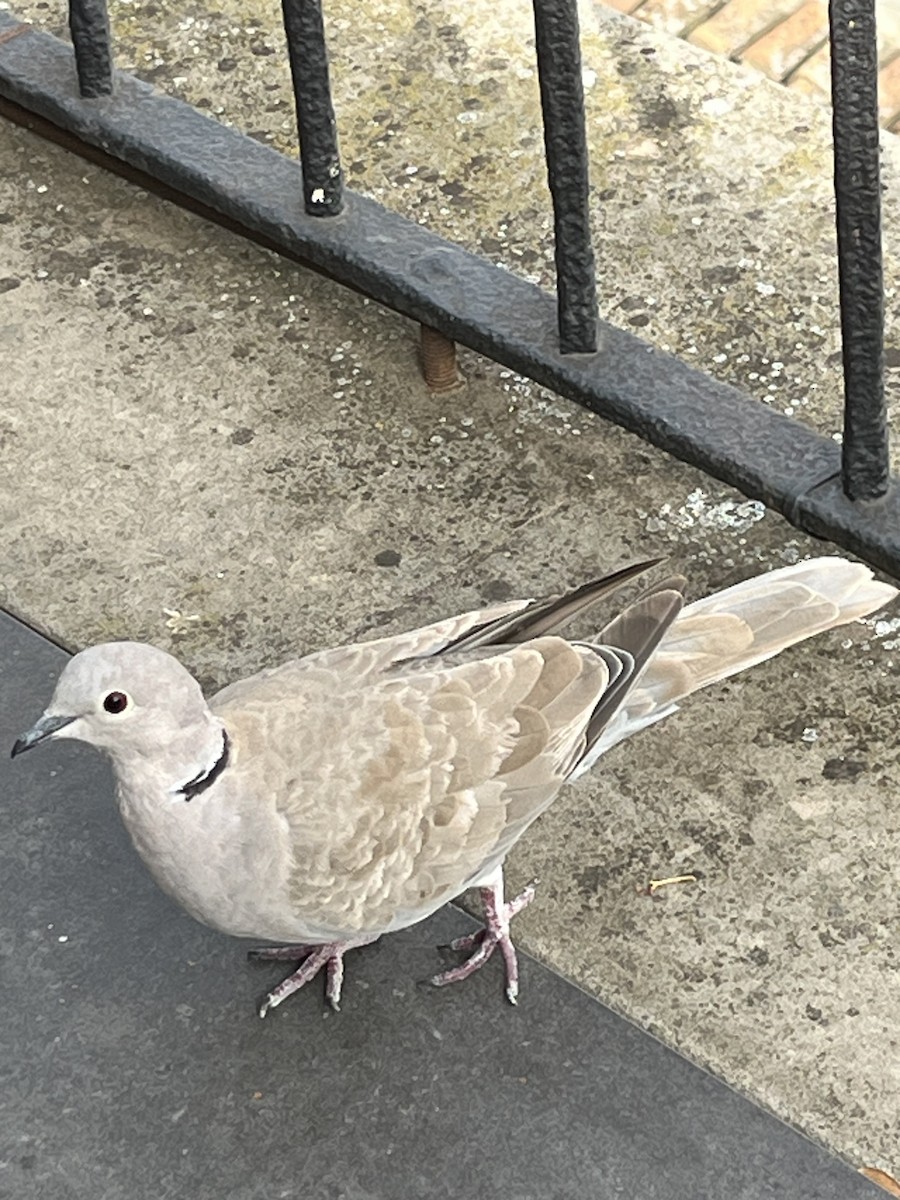 Eurasian Collared-Dove - ML620686776