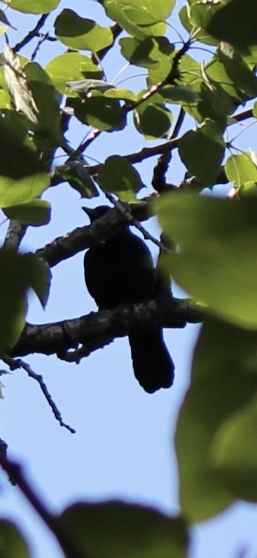 American Crow - ML620686778