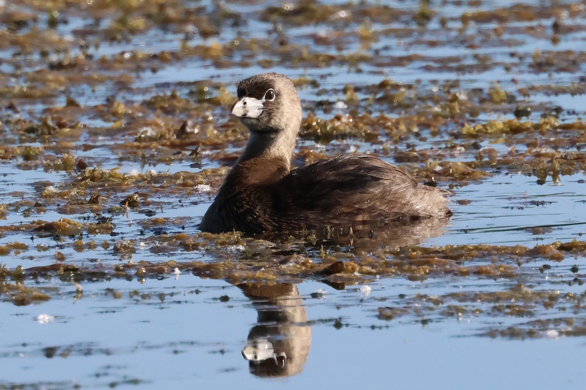 Pied-billed Grebe - ML620686786