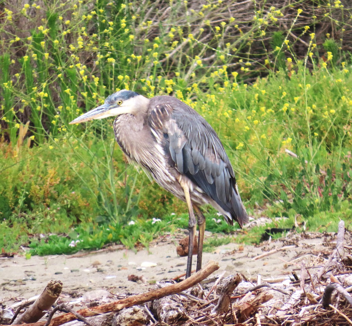 Great Blue Heron - Maggie Smith