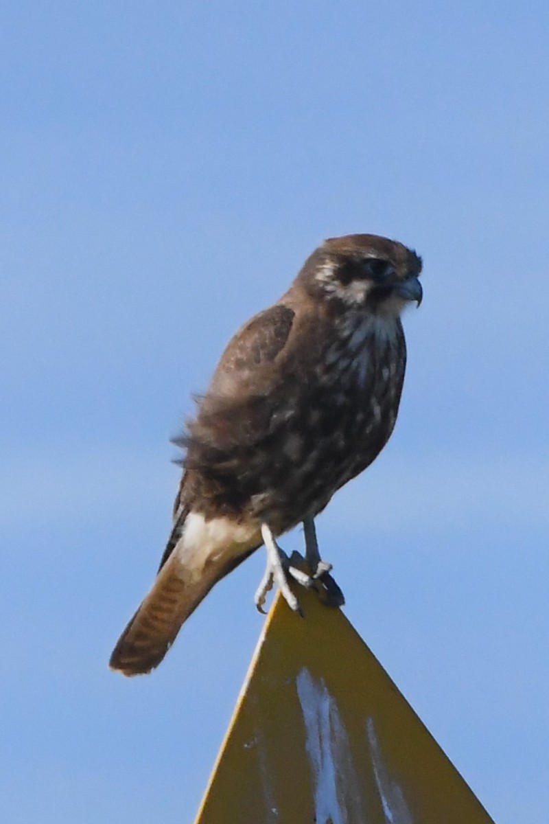 Brown Falcon - ML620686791