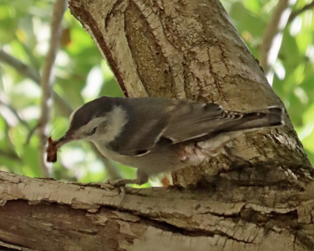 White-breasted Nuthatch - ML620686792