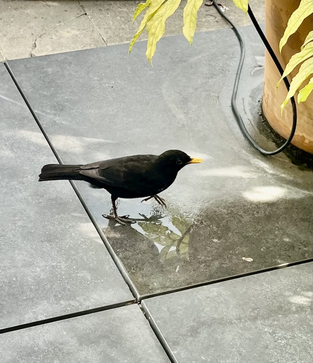 Eurasian Blackbird - ML620686793