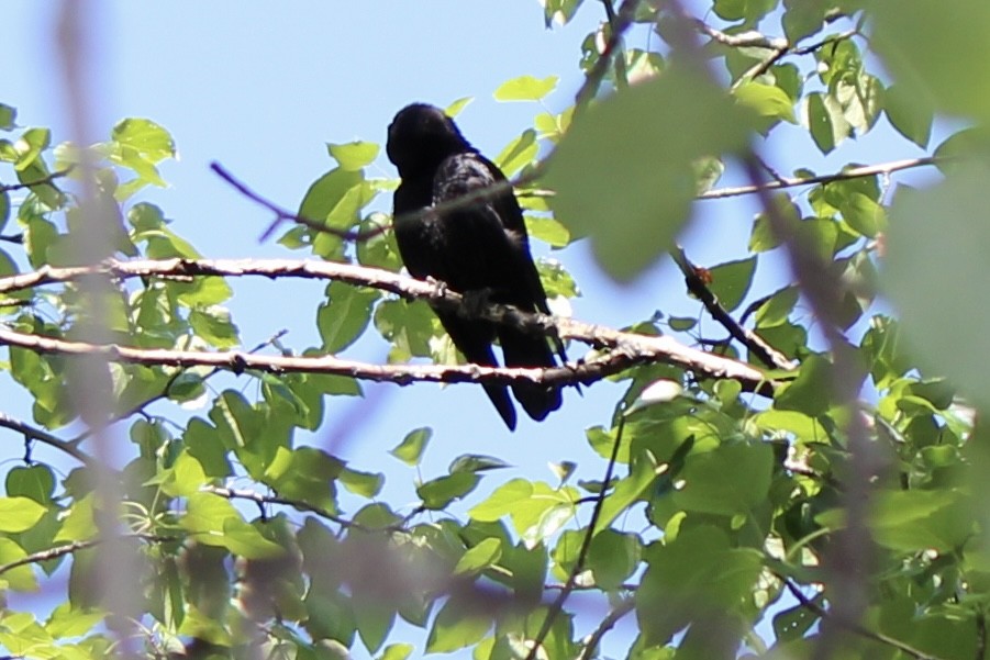 American Crow - ML620686795