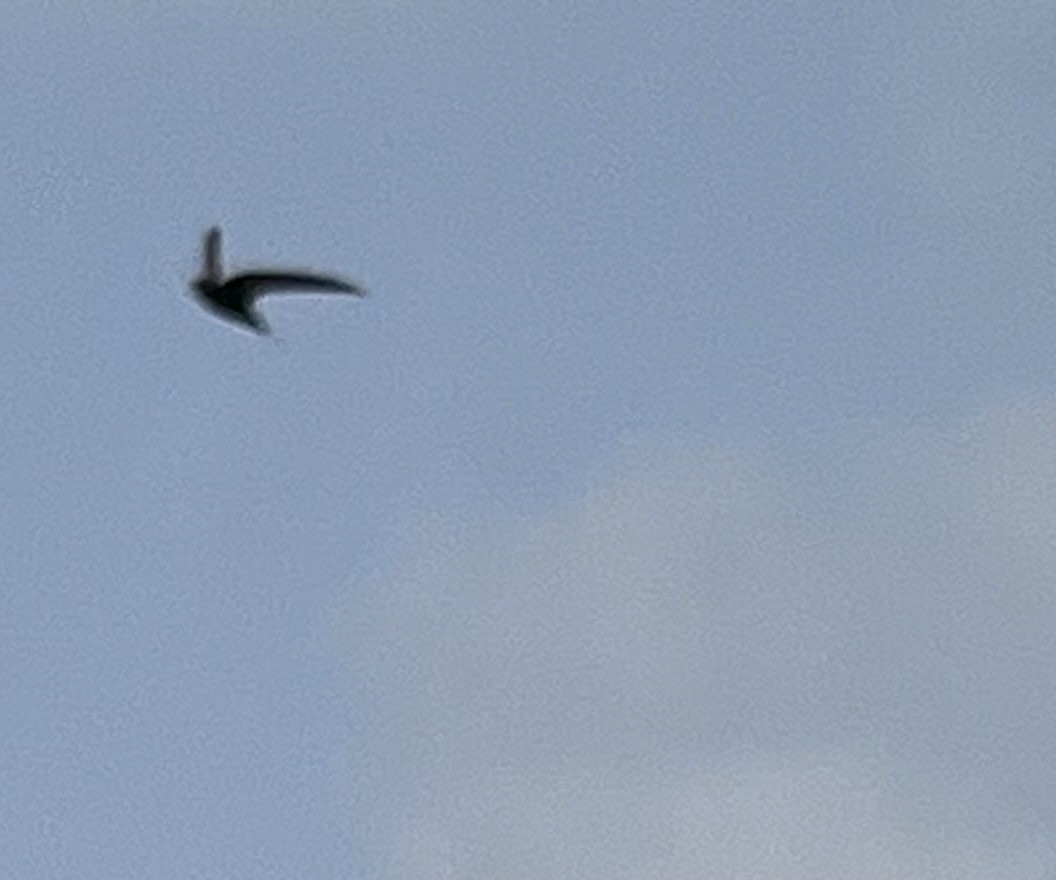 Common Swift - ML620686797