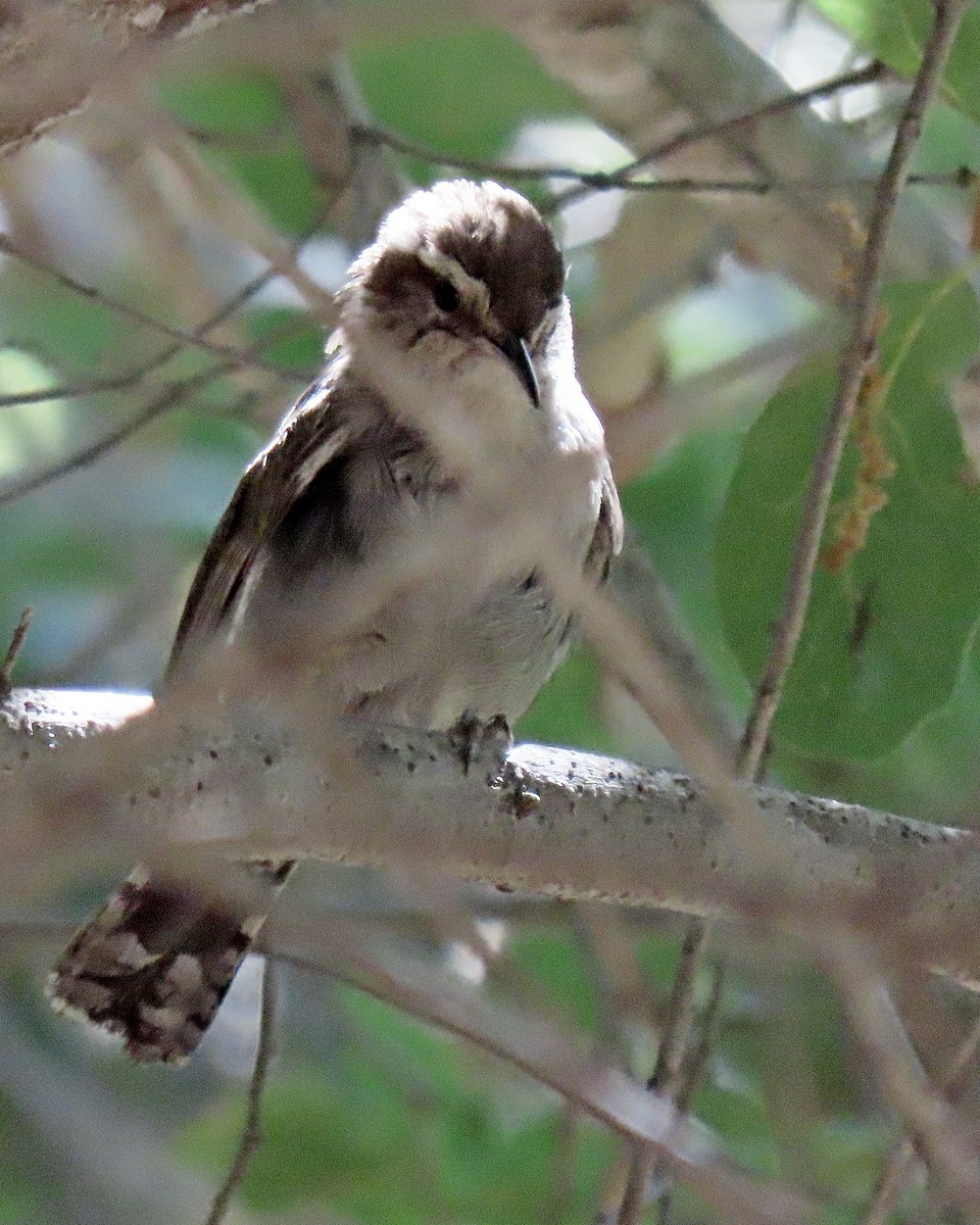 Bewick's Wren - ML620686800