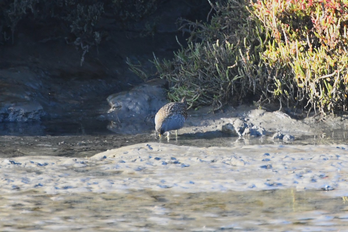 Australian Crake - ML620686801