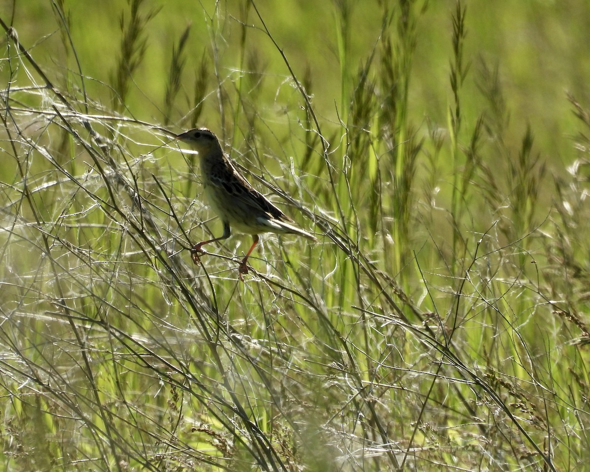 Bobolink - ML620686803