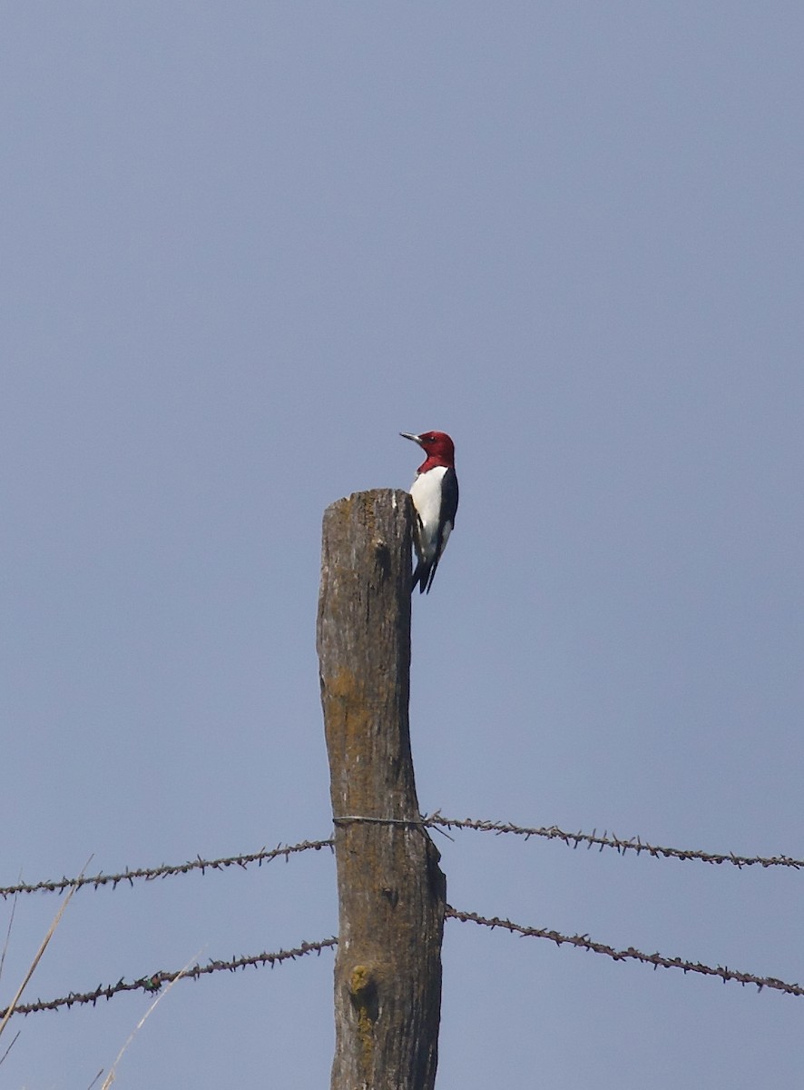 Red-headed Woodpecker - ML620686805