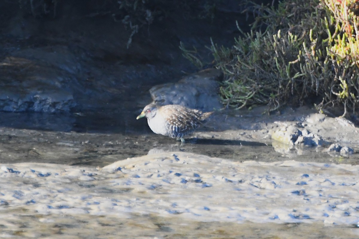 Polluela Australiana - ML620686806