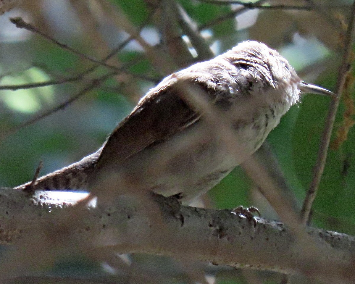 Bewick's Wren - ML620686807