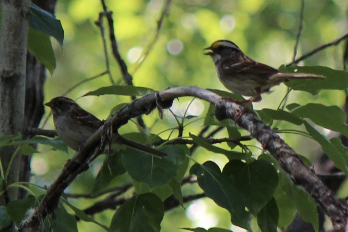 White-throated Sparrow - ML620686808