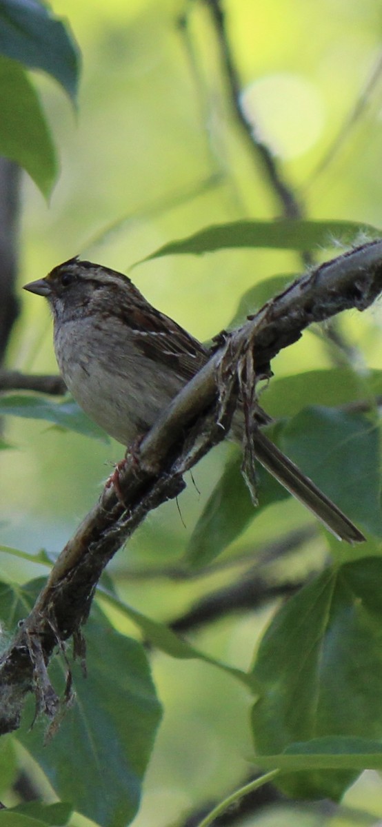 White-throated Sparrow - ML620686810