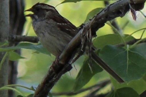 White-throated Sparrow - ML620686811