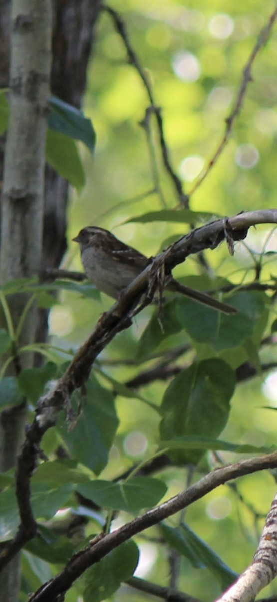 White-throated Sparrow - ML620686812