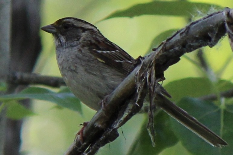 White-throated Sparrow - ML620686813