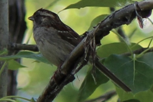 White-throated Sparrow - ML620686814