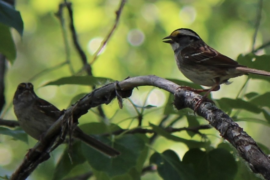 White-throated Sparrow - ML620686815