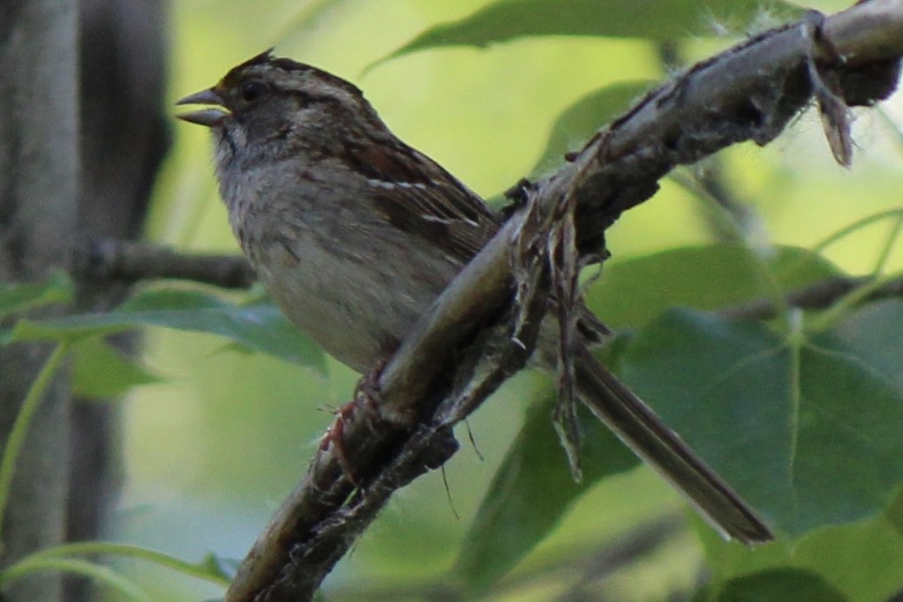 White-throated Sparrow - ML620686816
