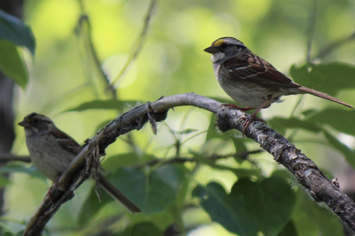 White-throated Sparrow - ML620686817