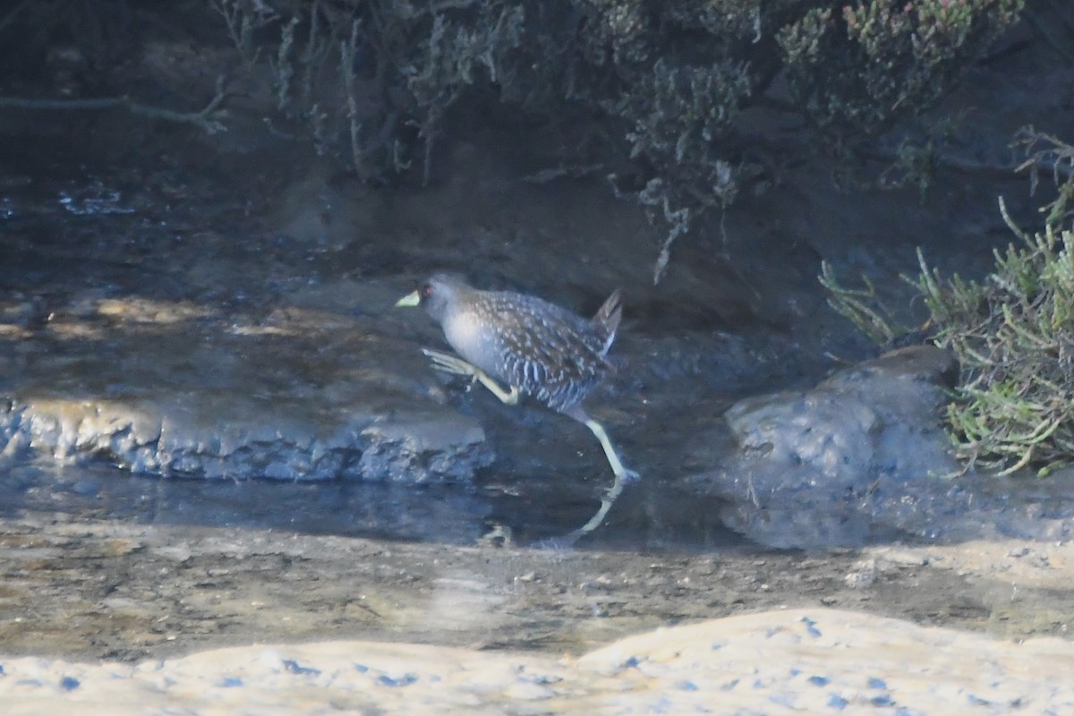 Polluela Australiana - ML620686819