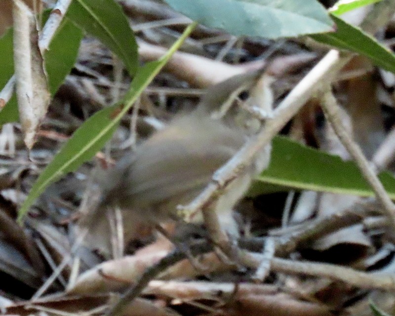 Bewick's Wren - ML620686820