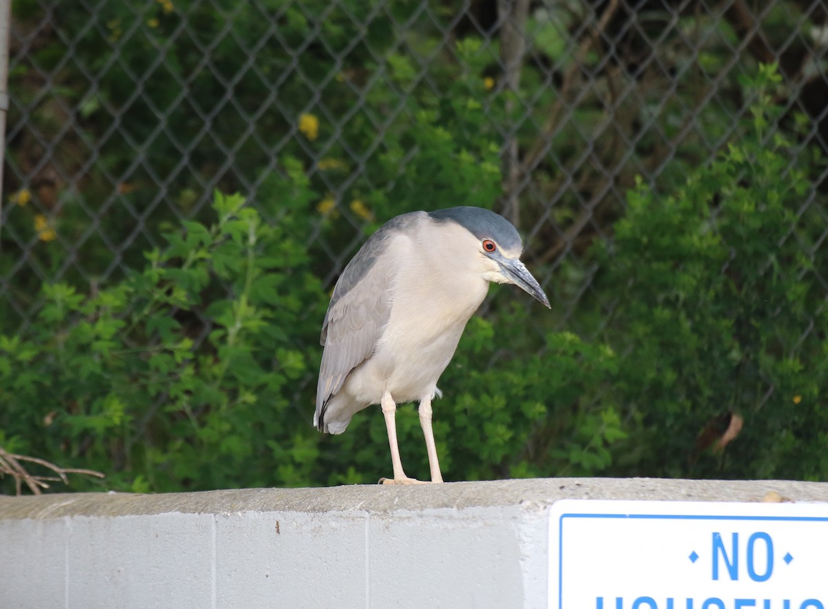 Black-crowned Night Heron - ML620686829