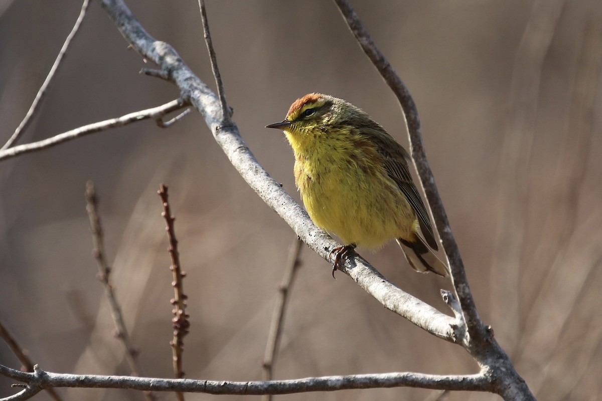 Palm Warbler - ML620686830