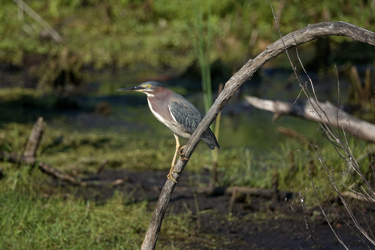 Green Heron - ML620686832