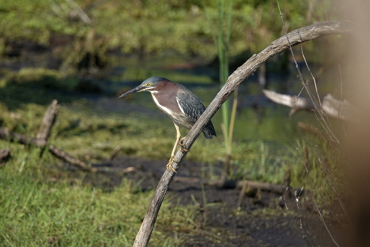 Green Heron - ML620686833