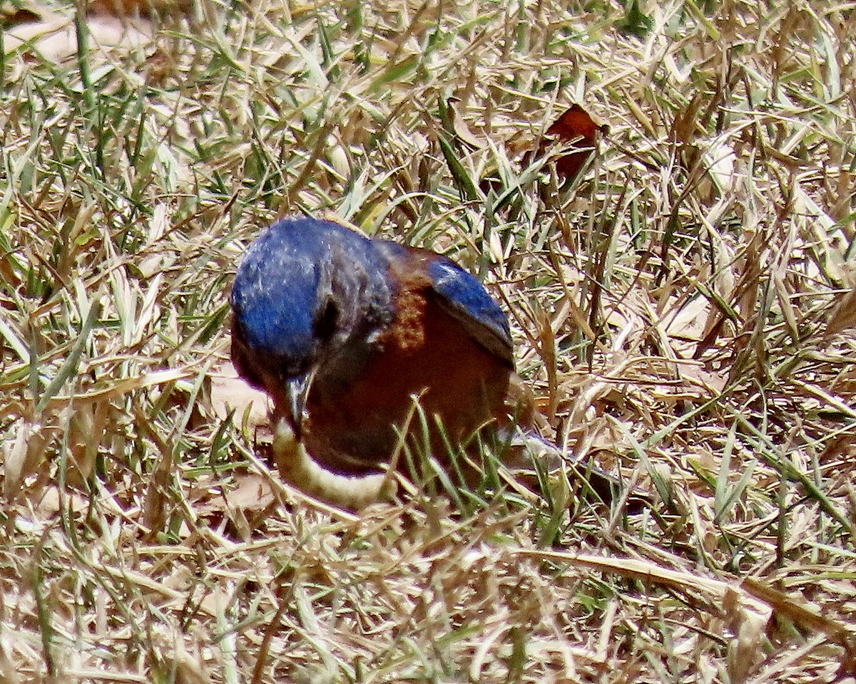 Western Bluebird - ML620686835