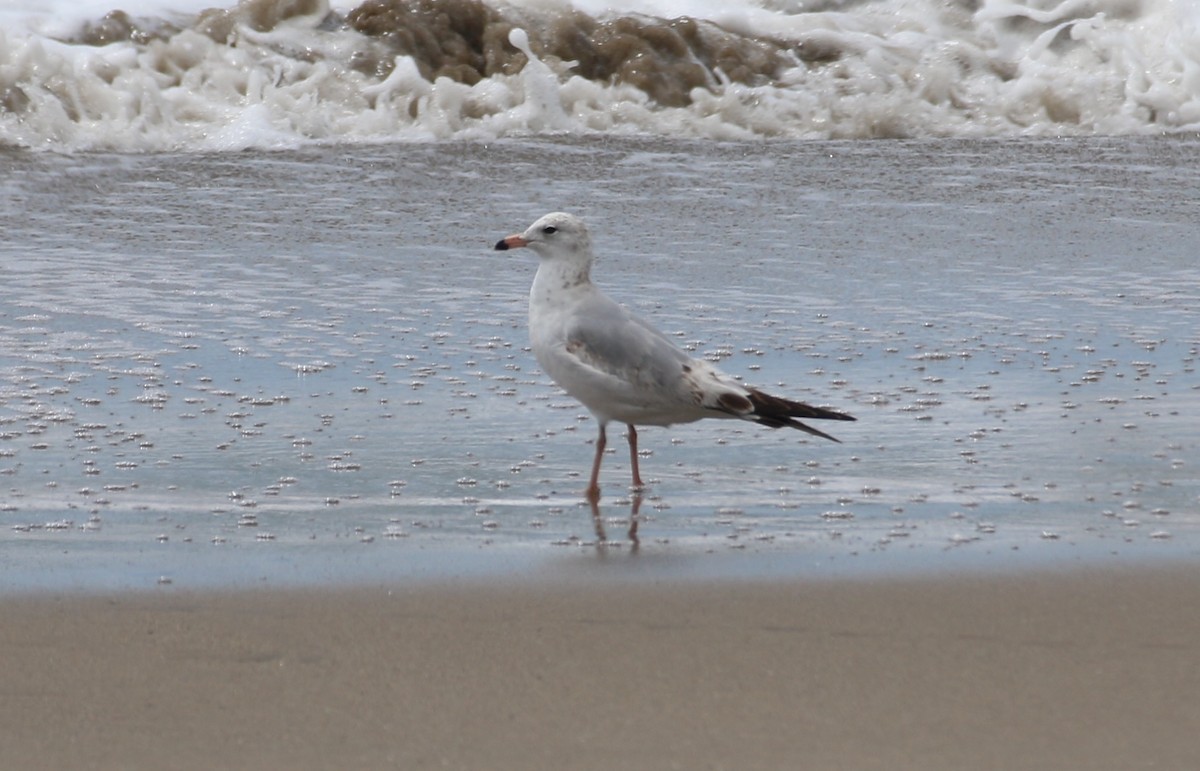 Ring-billed Gull - ML620686838