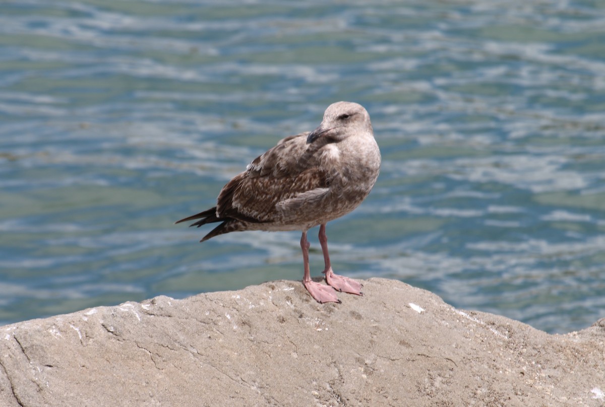 Western Gull - ML620686840