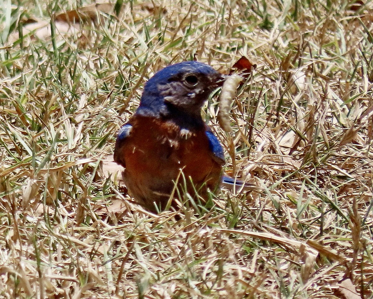 Western Bluebird - ML620686847