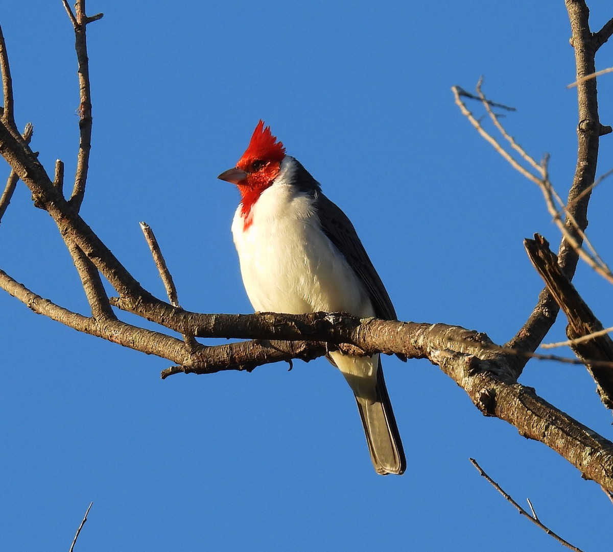 Red-crested Cardinal - ML620686848