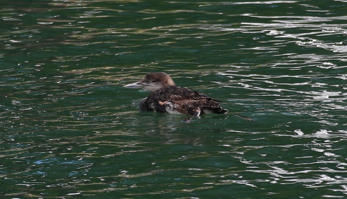 Common Loon - ML620686851